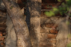 Melanerpes uropygialis