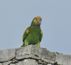 Amazona barbadensis