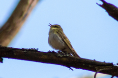 Phylloscopus
