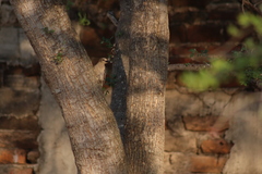 Melanerpes uropygialis