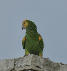 Amazona barbadensis