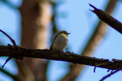 Phylloscopus