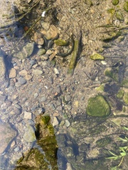 Lampetra fluviatilis