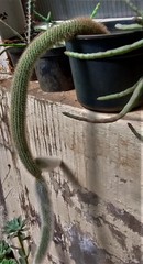 Cleistocactus colademononis