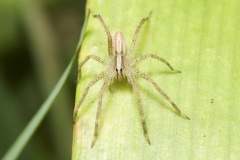 Neoctenus comosus