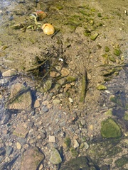 Lampetra fluviatilis