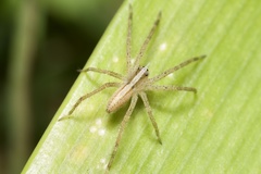 Neoctenus comosus