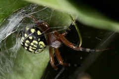 Araneus workmani