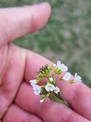 Arabidopsis suecica