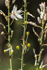 Asphodelus serotinus
