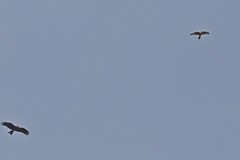 Falco peregrinus