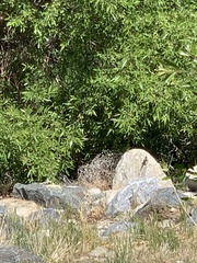 Sceloporus occidentalis