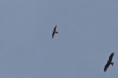 Falco peregrinus