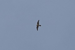 Falco peregrinus
