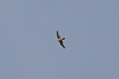 Falco peregrinus