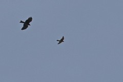 Falco peregrinus