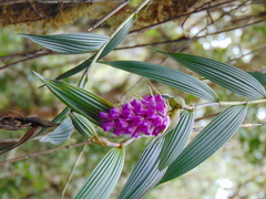 Elleanthus maculatus