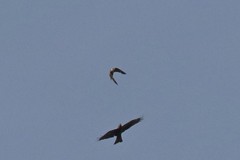 Falco peregrinus