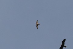 Falco peregrinus