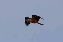 Milvus migrans