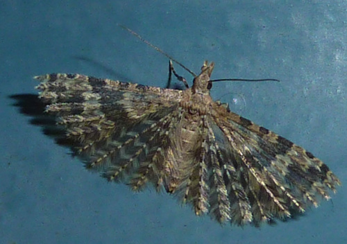 Twenty-plume Moth, Amsterdam - Noord, photo 7 of 10