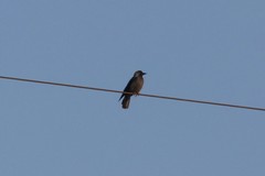 Corvus monedula