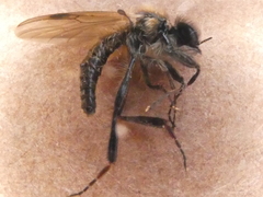 Bibio leucopterus