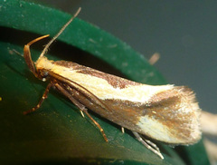Harpella forficella