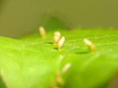 Eriophyes emarginatae