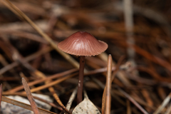 Mycena seynii