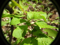 Eriophyes emarginatae