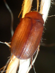 Serica brunnea