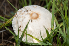 Macrolepiota zeyheri