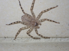 Selenops curazao