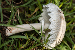 Macrolepiota zeyheri