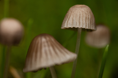 Mycena polygramma