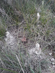 Lasioglossum marginatum