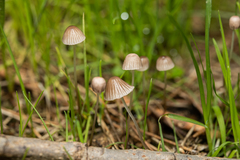 Mycena polygramma