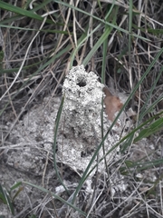 Lasioglossum marginatum