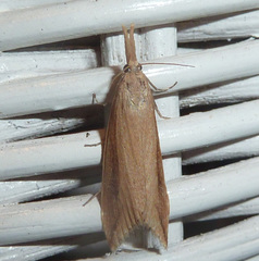 Donacaula forficella