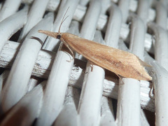 Donacaula forficella