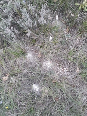 Lasioglossum marginatum