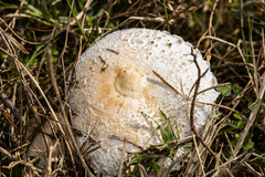 Macrolepiota zeyheri
