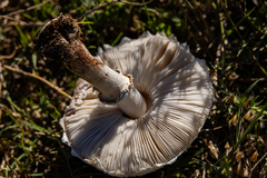 Macrolepiota zeyheri