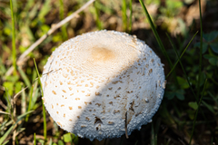 Macrolepiota zeyheri