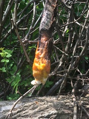 Fusicolla merismoides