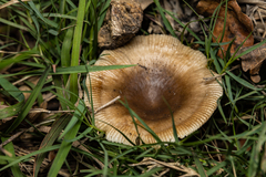 Russula sororia