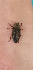 Chrysobothris affinis