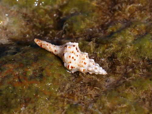 Fusinus polygonoides, 2021-04-30