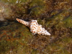 Marmorofusus polygonoides